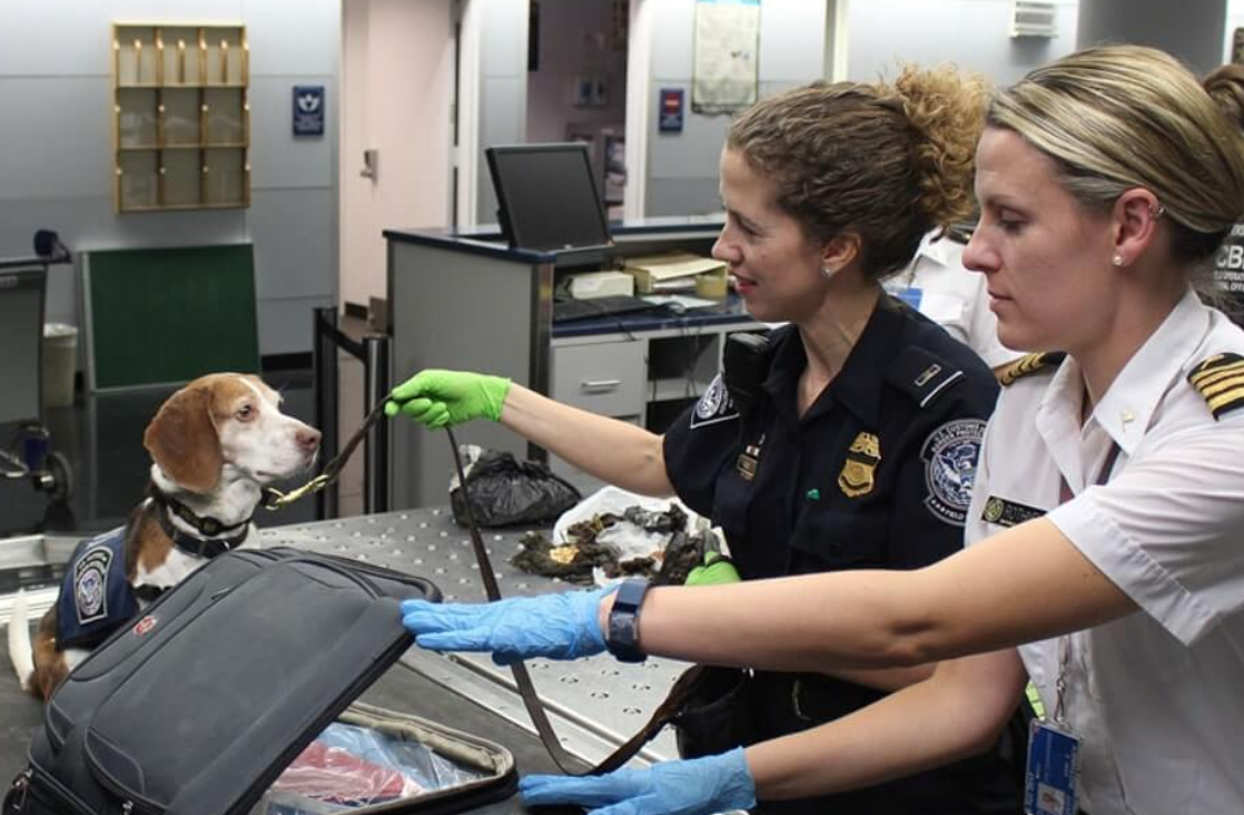 can-dogs-sniff-out-covid-19-patients