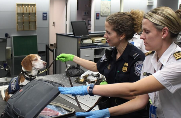 Can dogs sniff out COVID-19 patients?